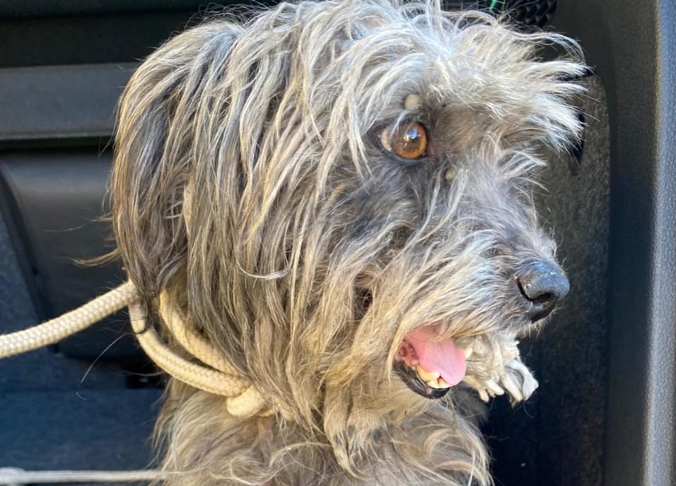 Cachorra é resgatada por ONG em Garça