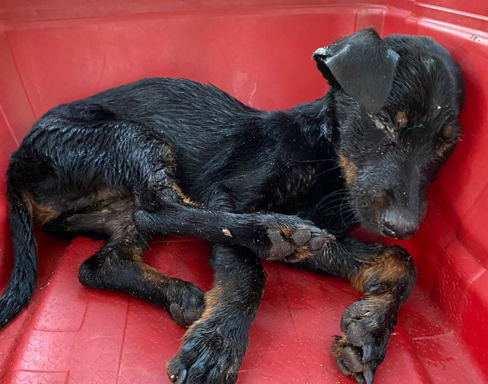 ONG resgata cachorro com sinais de maus-tratos em Garça