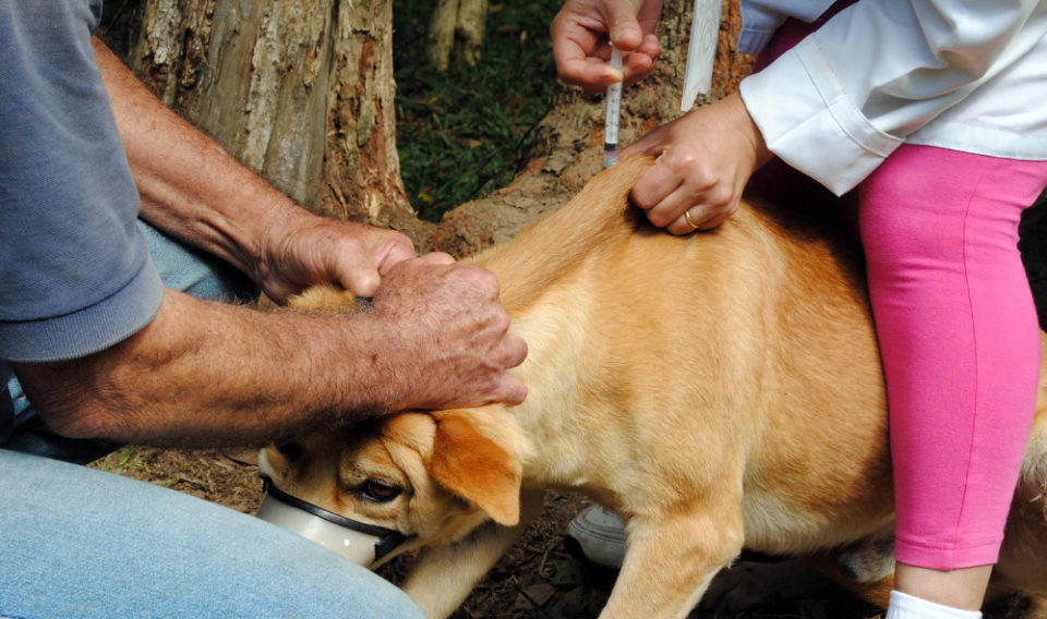 Falta de doses atrapalha vacinação antirrábica