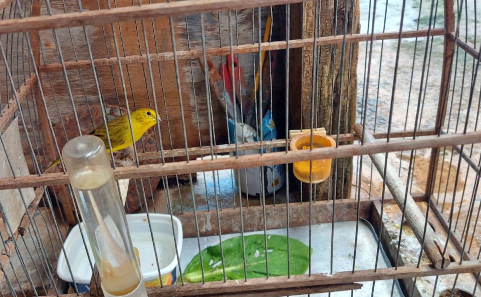 Ambiental flagra ave em cativeiro e aplica multa