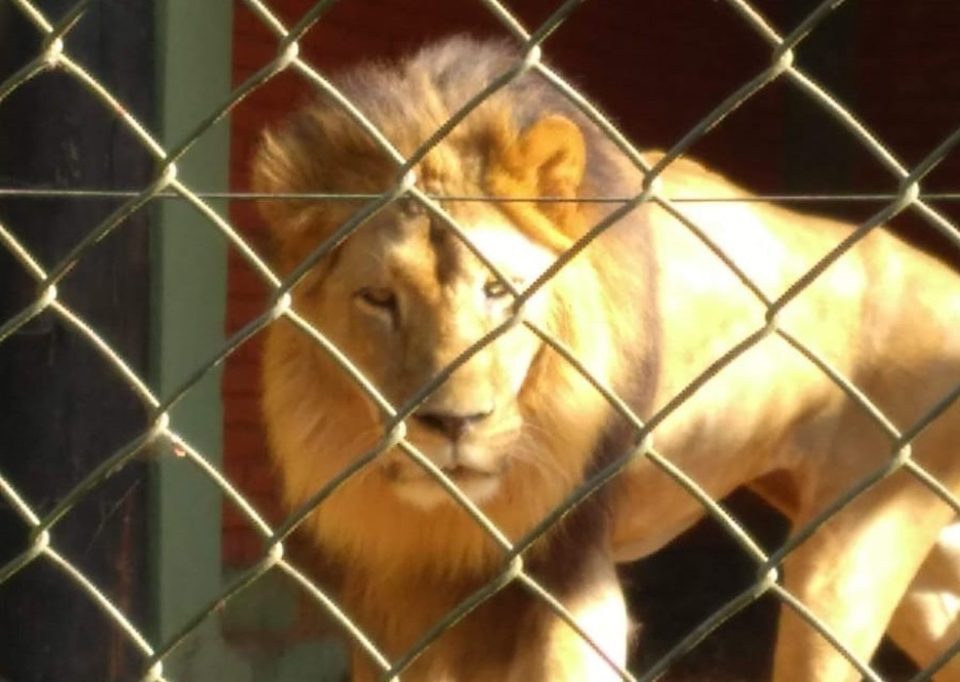 Leão de Zoológico de Bauru morre aos 13 anos