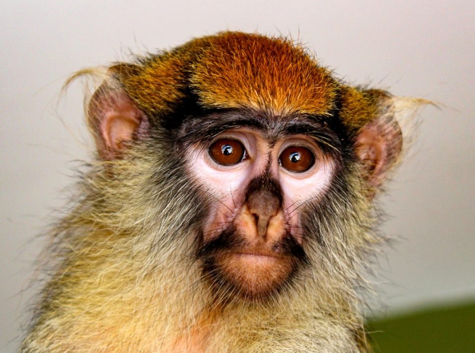 Zoo de Bauru abraça a campanha ‘Somos Todos Primatas’