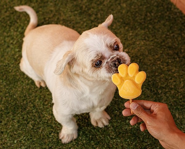 Confira locais Pet Friendly em Marília que prometem bom acolhimento