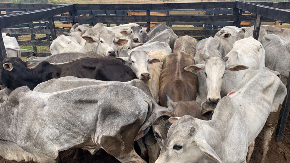 Polícia Civil recupera gado roubado em leilão na região