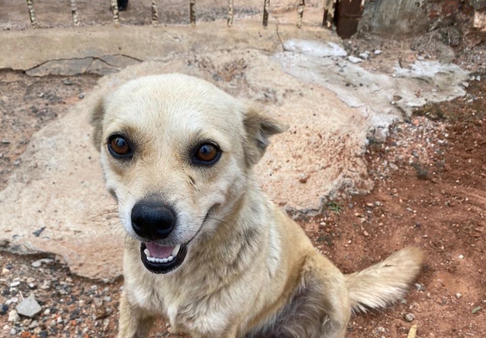 ONG resgata cachorra com sinais de maus-tratos em Garça