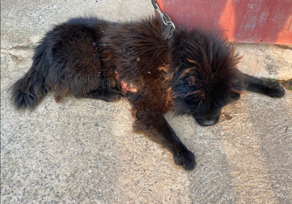 Mulher é presa por maus-tratos a animal na zona Sul