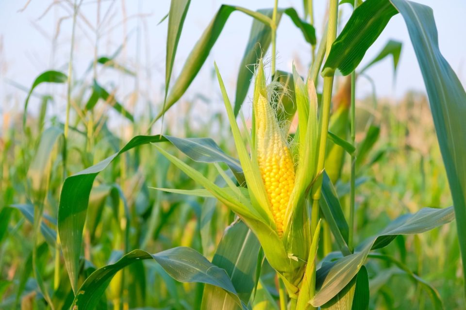 Valor da produção agrícola em Marília cresce 26% em um ano