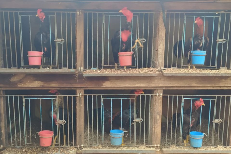 Dupla é multada em R$ 66 mil por rinhas de galo