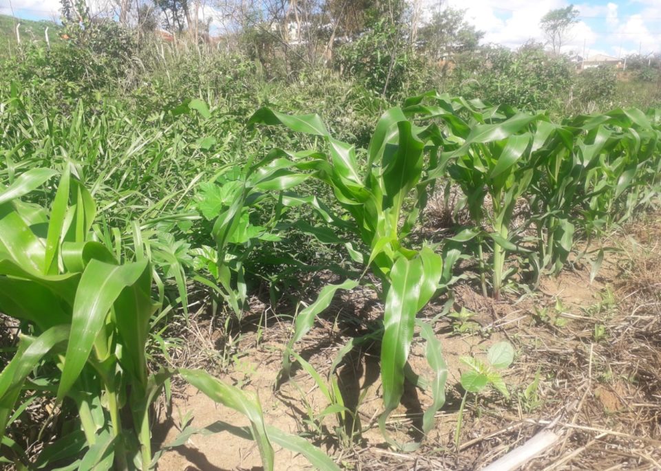 AgroFloresta recupera área degradada e promove a segurança alimentar