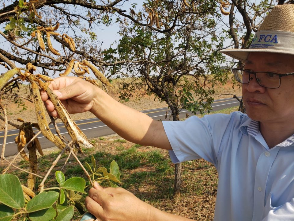 Prefeitura e CATI preparam ações para melhorar a arborização