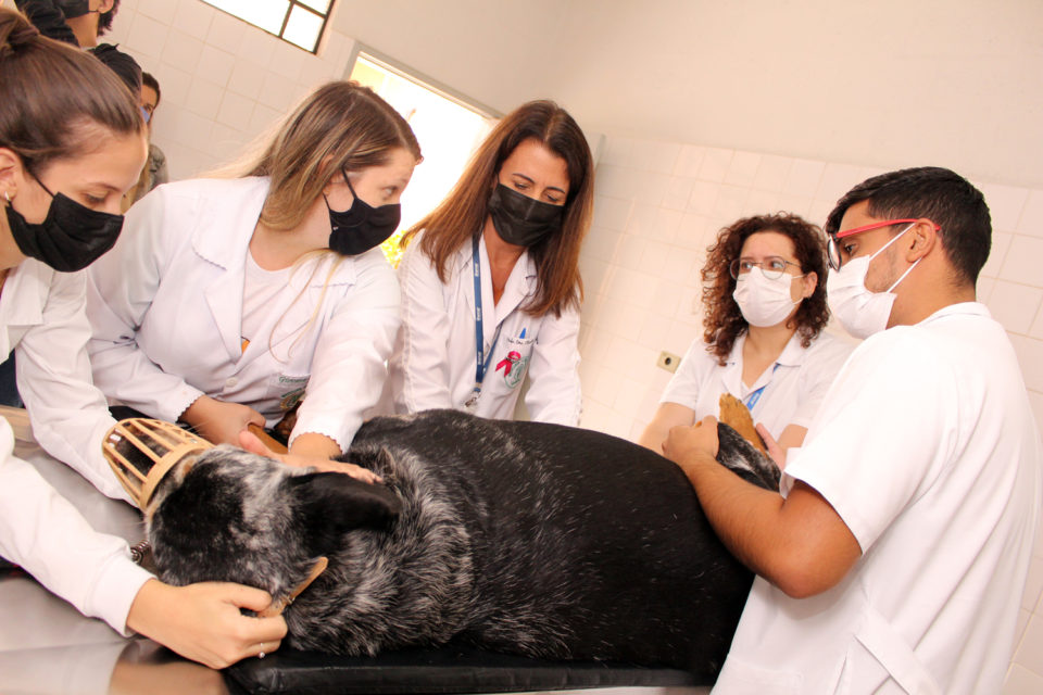 Unimar realiza ação sobre o câncer de mama em animais