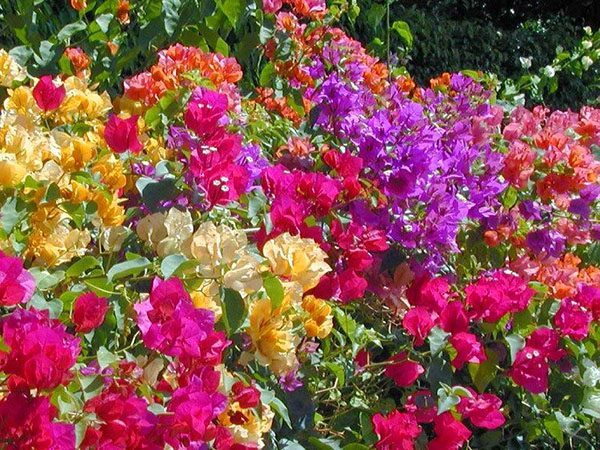 Prefeitura e moradores preparam plantio do ‘Bosque das Flores’