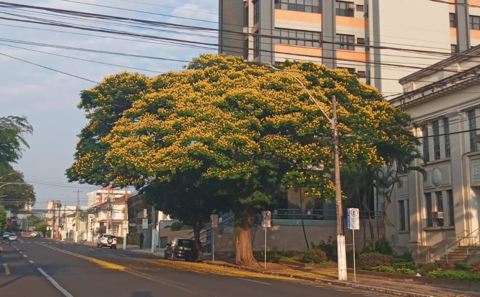 ‘Roteiro das Árvores’ conta a história de Marília