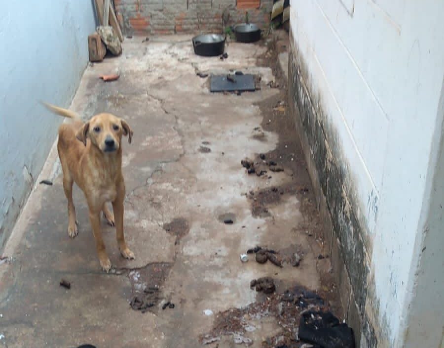 Mulher é presa por maus-tratos a cachorros em Garça