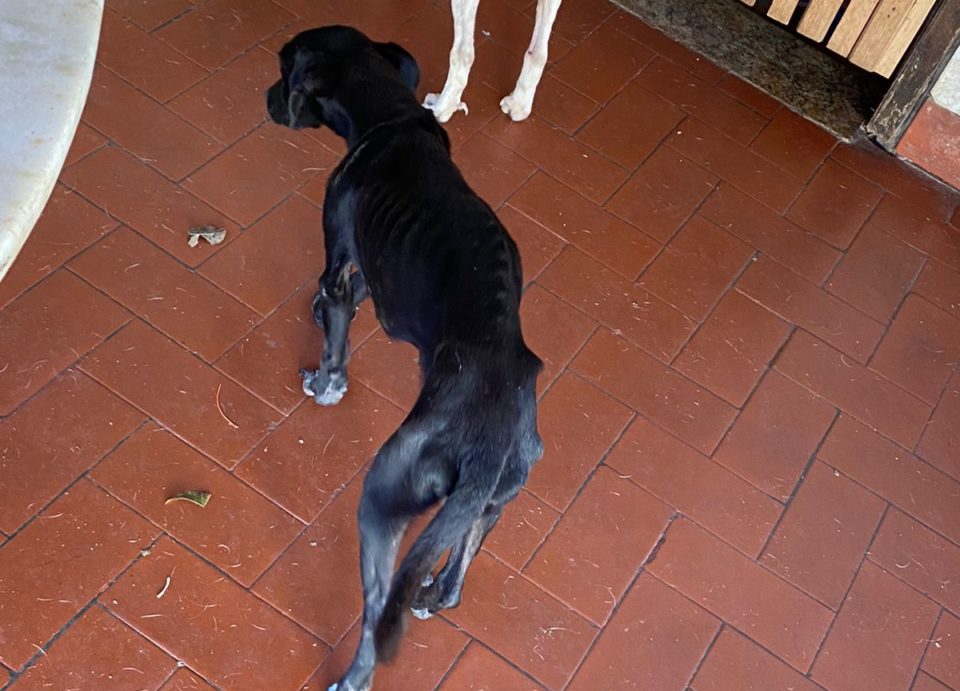 ONG resgata cachorros com sinais de maus-tratos em Garça