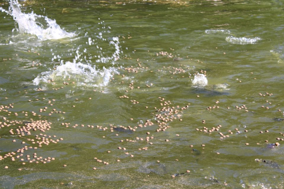 Bar Do Lago Oferece Contato Com A Natureza Boa M Sica E Culin Ria Mar Lia Not Cia