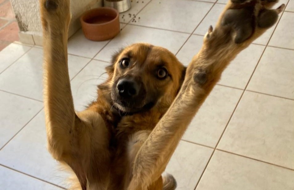 Adoção de animais cai e abandono cresce em Marília