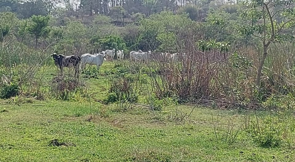 Dono de gado é multado em R$ 27,7 mil por dano em vegetação
