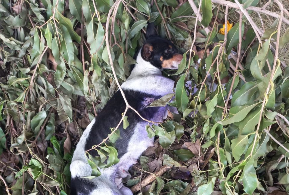 Cachorra com a pata decepada é resgatada