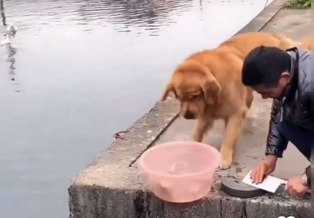 Cão impede que peixes sejam cortados e vídeo viraliza; assista