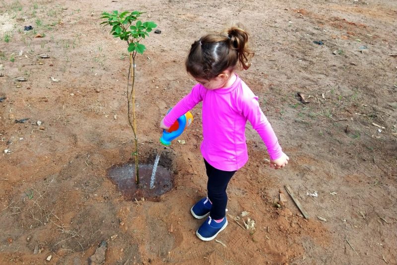 Programa Minha Cidade é Verde planta 8.735 árvores em 2021