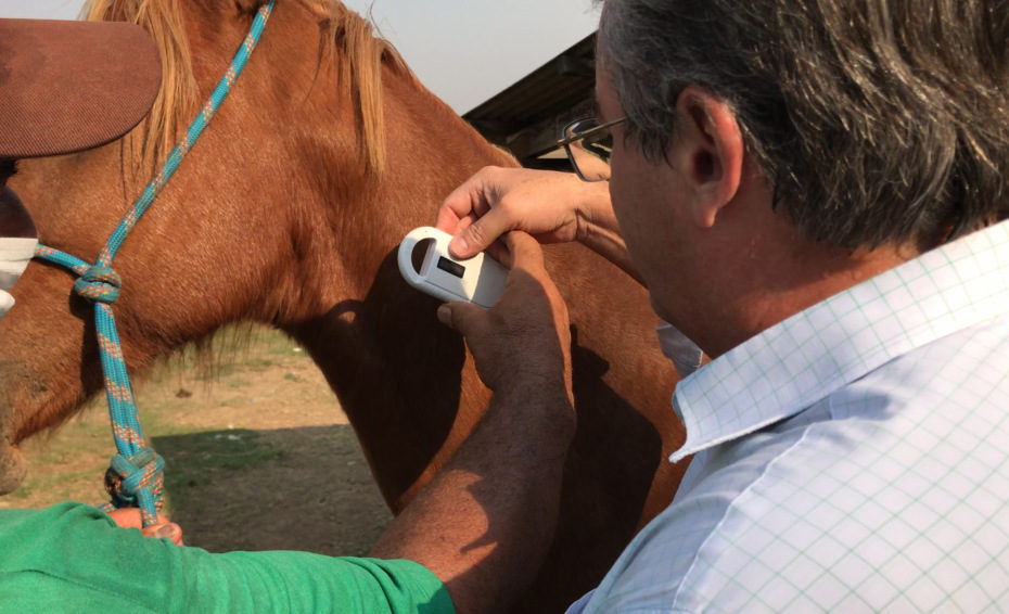 Prefeitura resgata 96 animais das vias de Marília