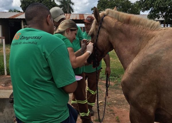 Prefeitura prorroga contrato para captura de animais