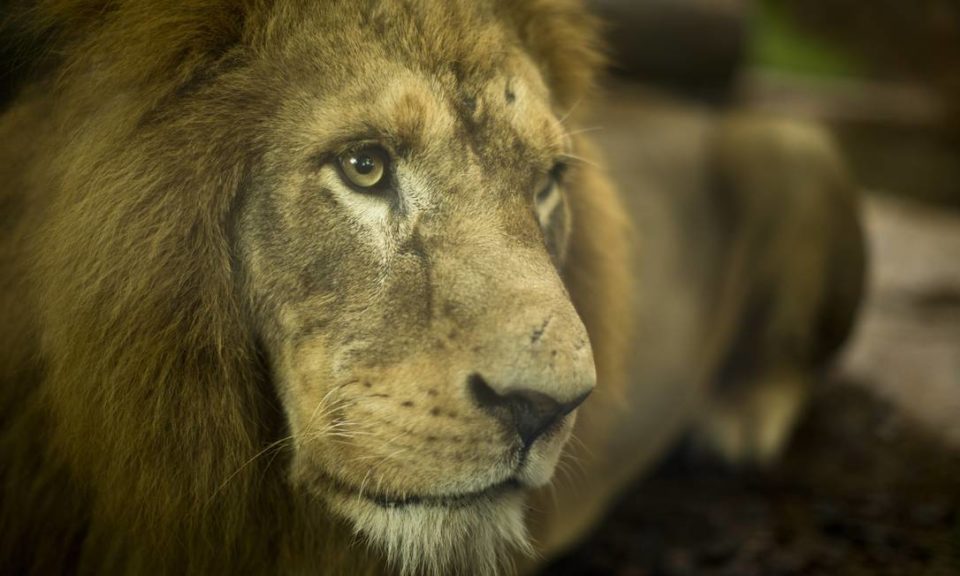 Leões são diagnosticados com Covid-19 na África do Sul