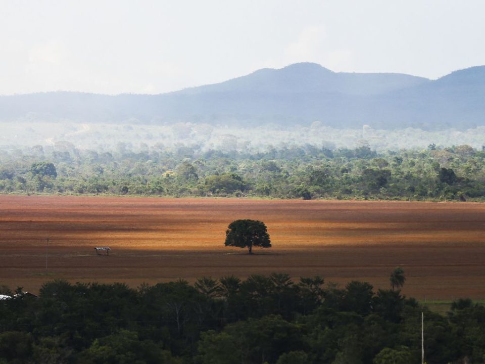 Destruição do Cerrado está levando dengue para as cidades