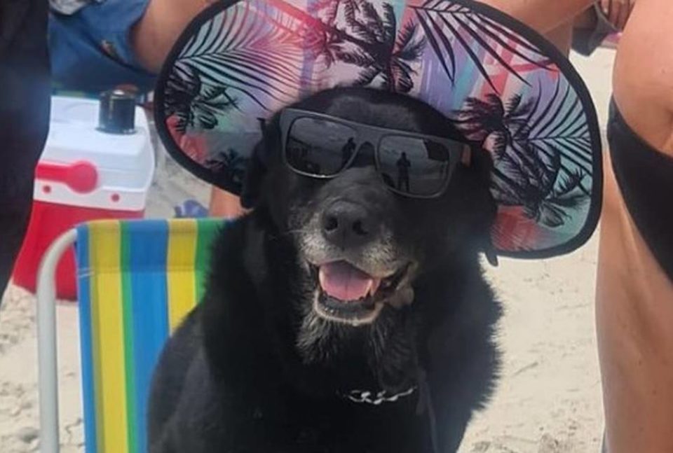 Cachorra sentada em cadeira de praia é o 1º meme de 2022