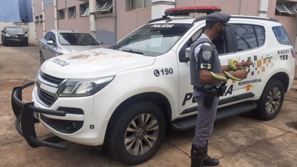 Polícia encontra duas cobras em bagagem de mulher