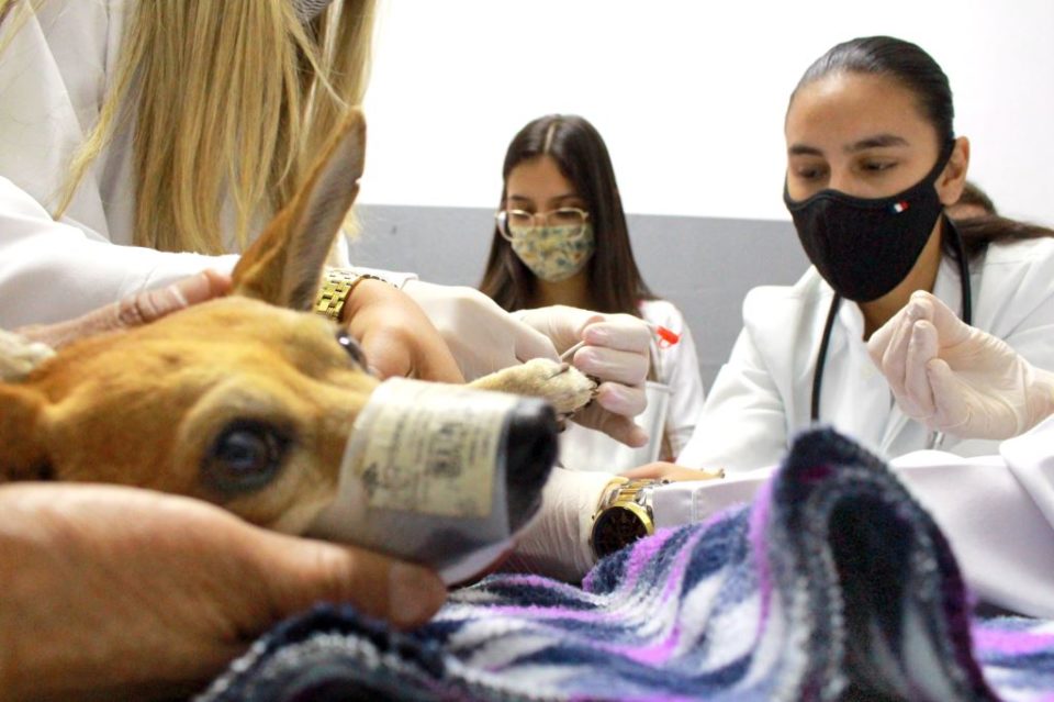 Hospital Veterinário da Unimar é completo para cuidado animal