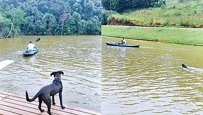 Cachorro de Bruno Gagliasso se joga em rio para seguir canoa