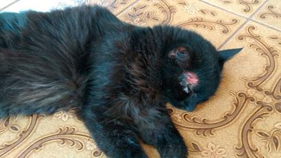 Moradora denuncia morte de gatos em Assis