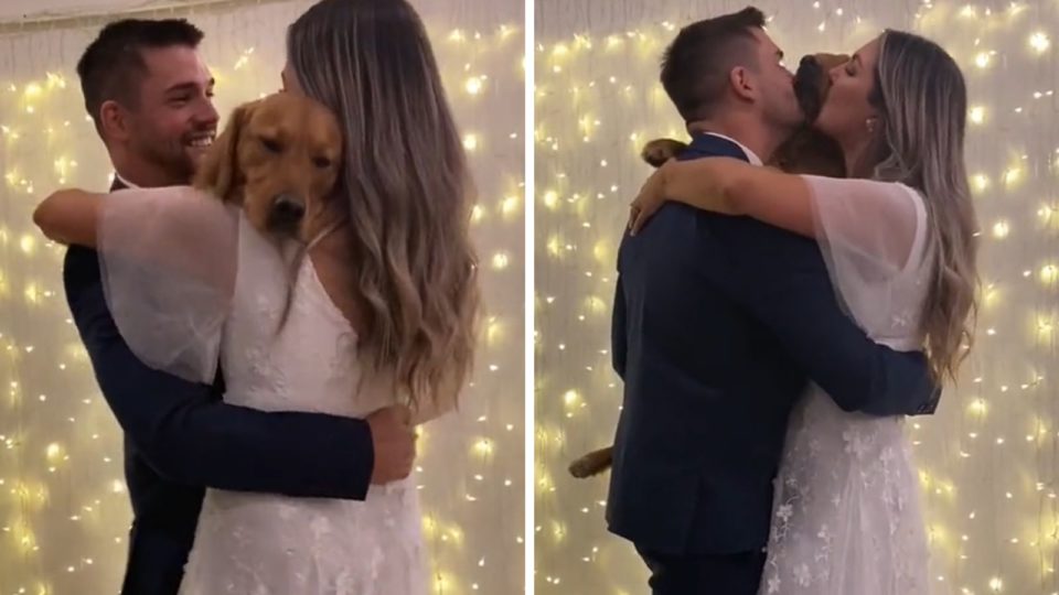 Casal faz dança de casamento com cão e vídeo viraliza