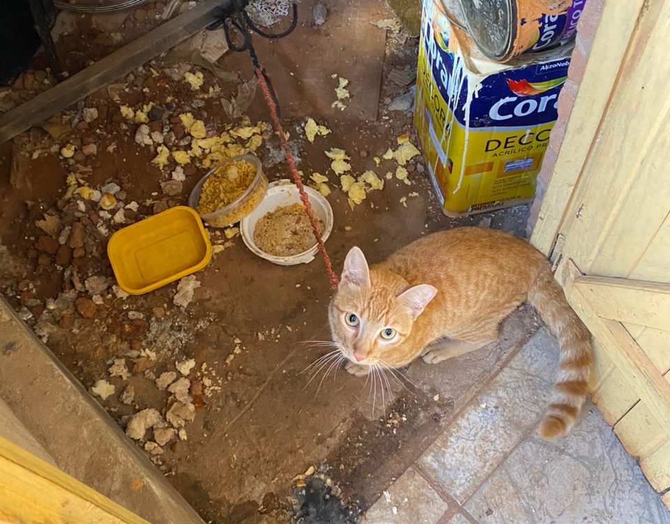 Gato resgatado de maus-tratos é reconhecido por dono em Garça