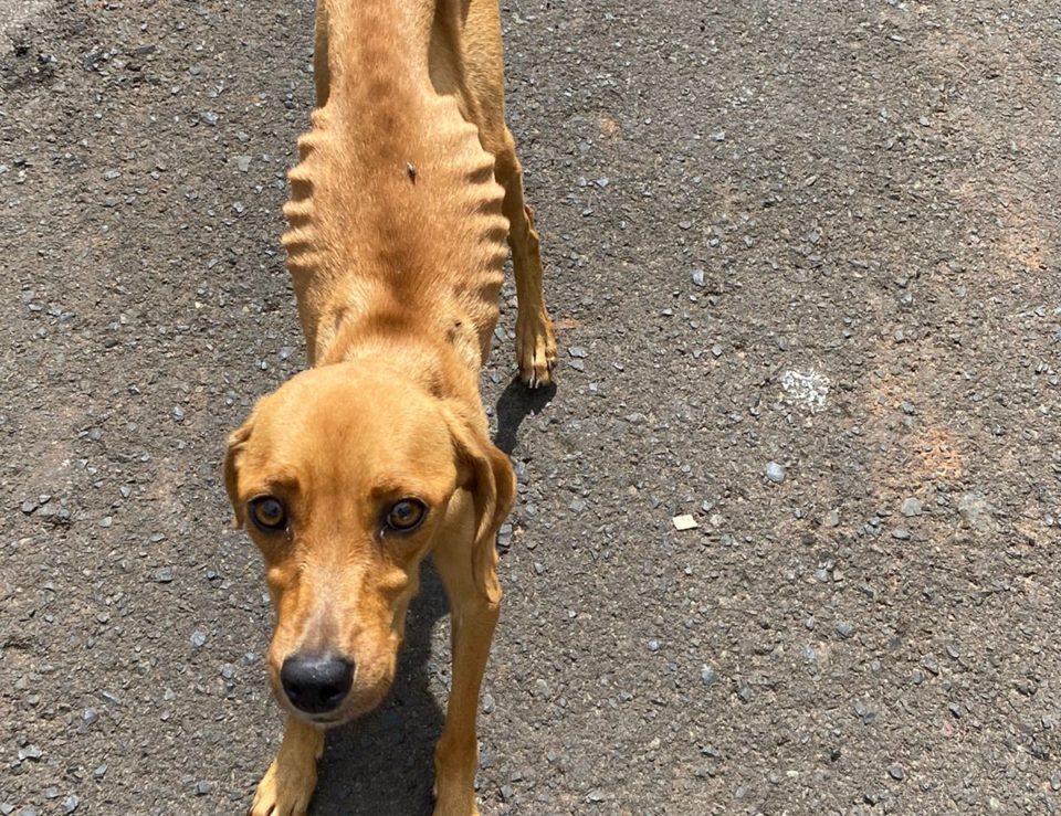 ONG resgata cães com sinais de magreza extrema