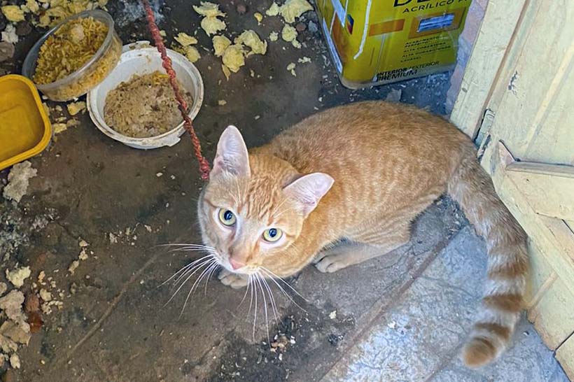 Tutor de gato “bravo” se livra da cadeia em flagrante de maus tratos