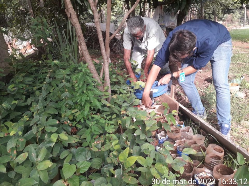 ‘Projeto Minha Cidade é Verde’ recebe doação de mudas