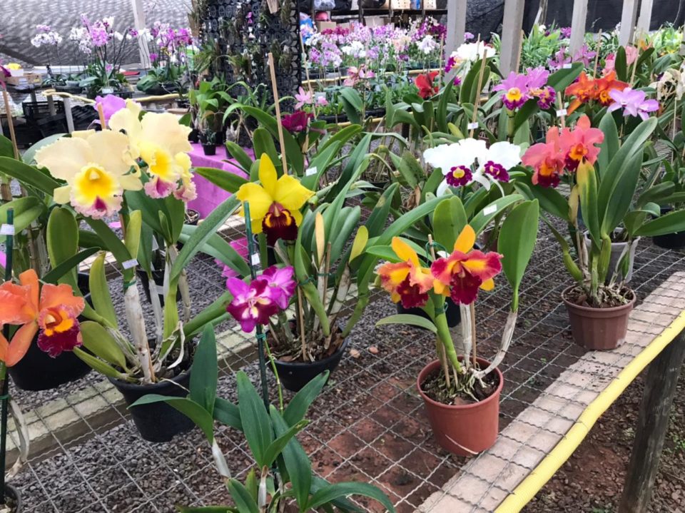 Exposição de Orquídeas acontece de 8 a 10 de abril