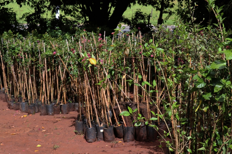 ‘Minha Cidade é Verde’ busca recuperar áreas