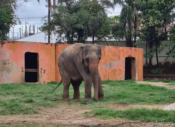 Transferência de elefante causa polêmica em Sorocaba