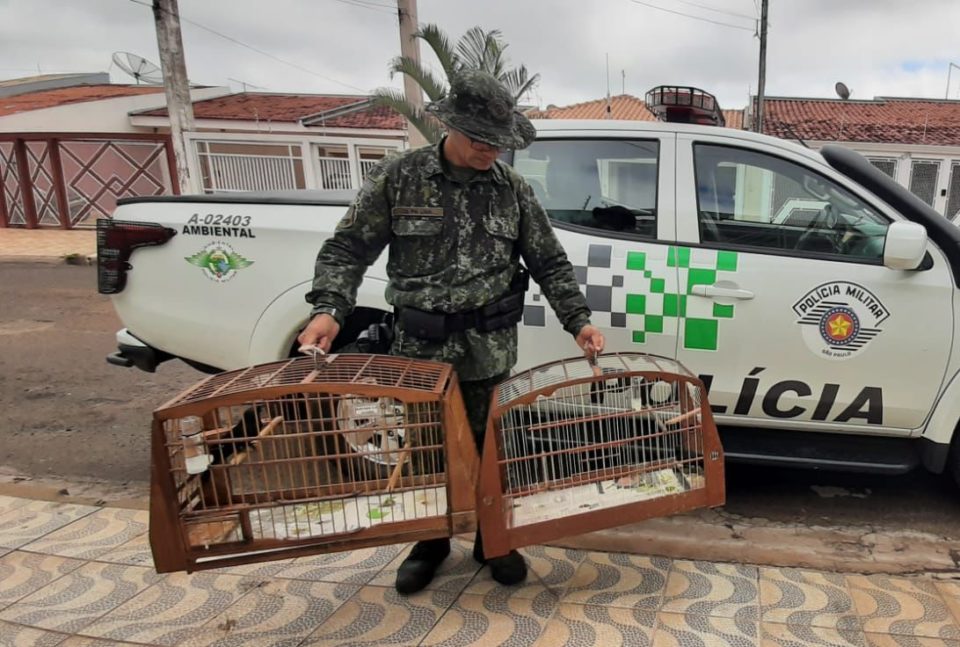 Criador amador de pássaros é multado na zona Sul