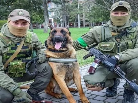 Cão do Exército Russo é resgatado por tropas da Ucrânia