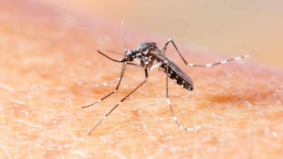 Bauru registra chikungunya pela 1ª vez desde 2019