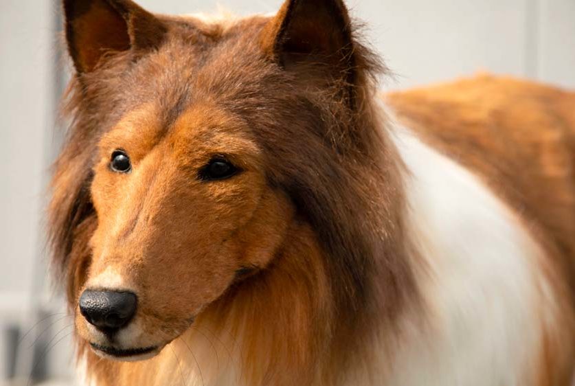 Japonês gasta R$ 75 mil para se ‘transformar’ em cachorro