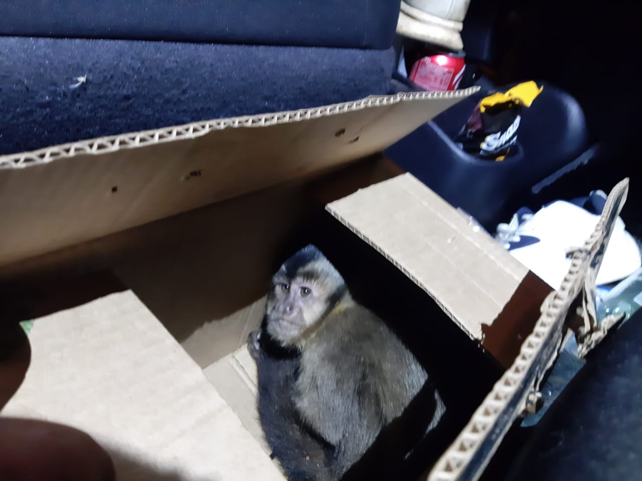 Polícia apreende filhote de macaco-prego que seria vendido, no