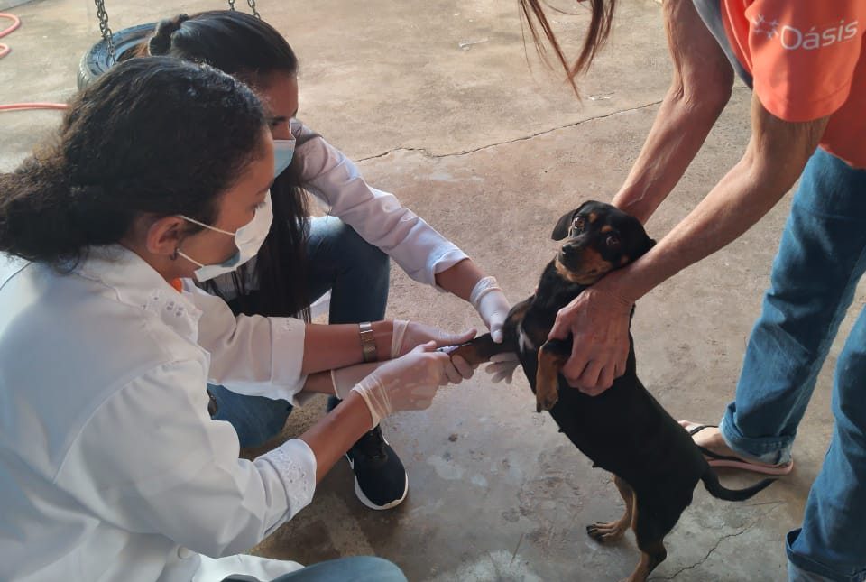 Pompeia realiza inquérito canino de prevenção a leishmaniose