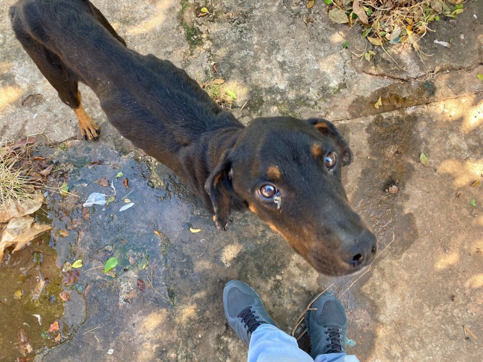 Morre cão resgatado com sinais de maus-tratos