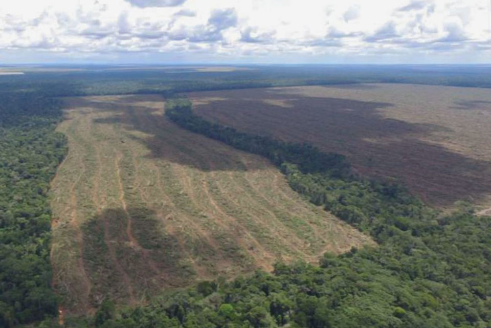 Desmate cresce em todos os biomas, diz estudo